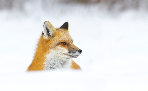 Red fox, winter in Canada. 