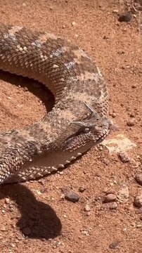 Sahara horned viper snake crawling on desert sand flicking tongue venomous reptile close up
