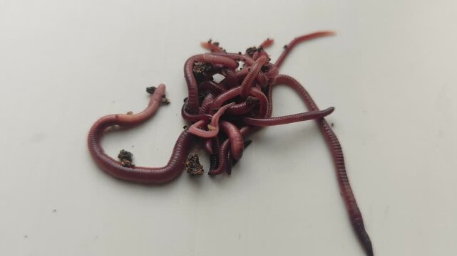 Close-up view of earthworms moving across a plain-colored surface, featuring a natural blur effect. The worms writhe and intertwine, with soil particles clinging to their segmented bodies.