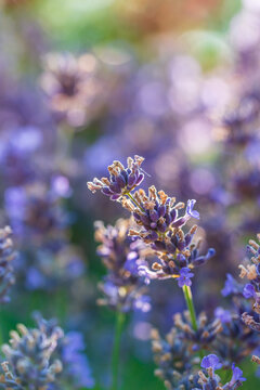 Wundersch&ouml;ner bl&uuml;hender Lavendel