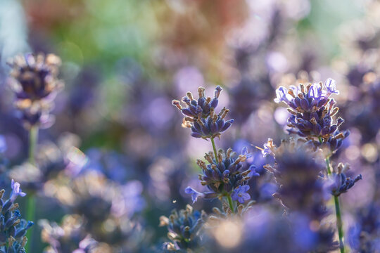 Wundersch&ouml;ner bl&uuml;hender Lavendel