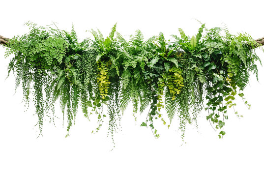 Hanging tropical green ferns and hanging ivy garland, lush indoor vertical garden plant overlay, botanical greenery border cut out, fresh leafy wall arrangement, foliage plant element.