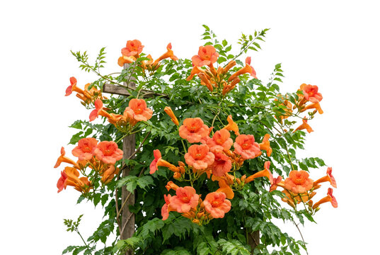 Vibrant orange trumpet vine flower bush featuring lush green leaves and climbing trellis isolated element for gardening and floral design projects.