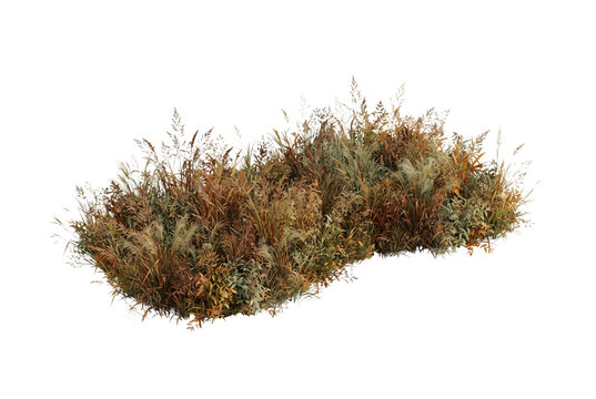 Dry autumn grass patch featuring dried wild field foliage, tall pampas grass, wheat stalks, and golden brown weeds for landscape visualization.