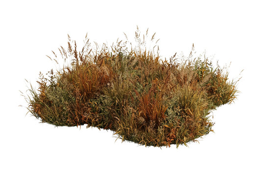 Dense dried field grass patch with golden autumn stalks, wild wheat, and dry wild plants cutout for natural landscape architectural rendering.