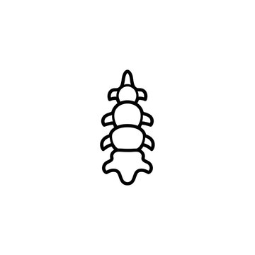 Human os coccygis tailbone anatomy line icon