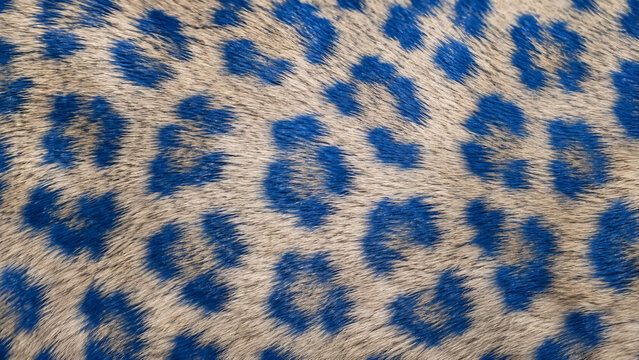 Photorealistic Blue Leopard Fur Texture with Cream Beige Base and Vivid Rosette Pattern