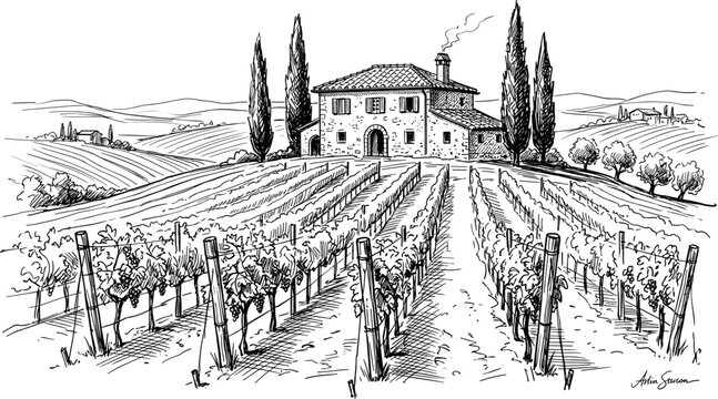 Vintage hand drawn vineyard vector illustration with traditional Italian villa, cypress trees, rows of grapevines, and a scenic rustic countryside landscape engraving sketch.