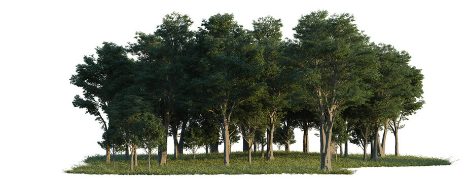 0Tilia, Allamanda and Baccharis Pilularis tree line, Forest Edge, Backdrop cutout, isolate transparent background