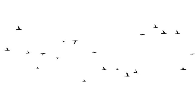 random video silhouette of a flying bird icon