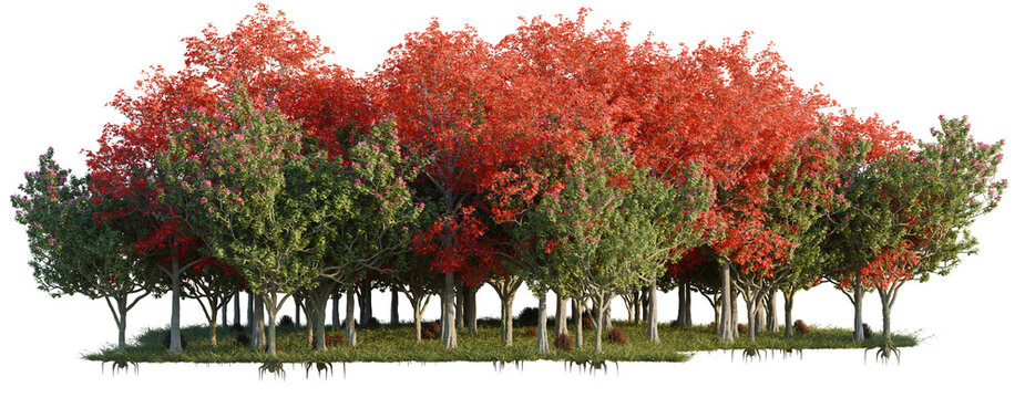 Bauhinia Blakeana, Berberis Thunbergi001 and Bombax Cei tree line, Forest Edge, Backdrop cutout, isolate transparent background