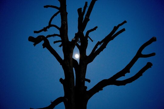 Dead Ash Tree