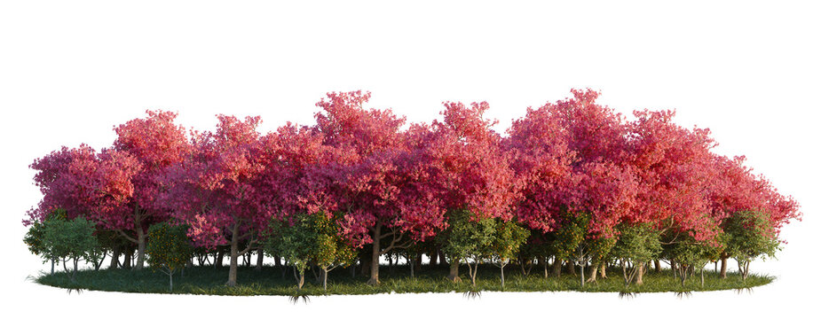 Chorisia Speciosa, Citrus Sinensys and Clusia Rosea tree line, Forest Edge, Backdrop cutout, isolate transparent background
