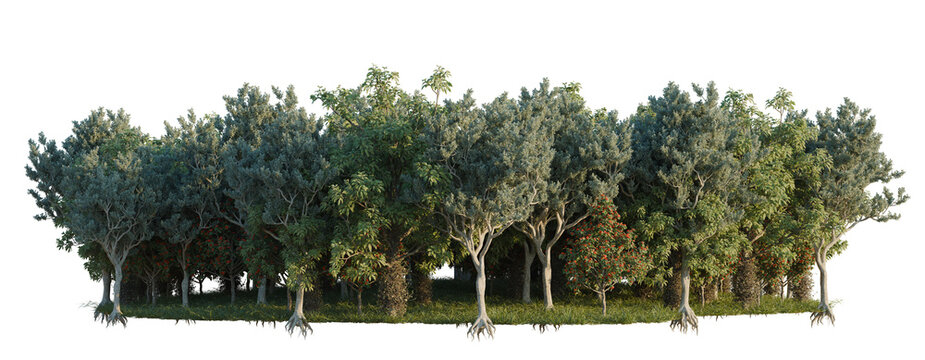 Conocarpus Erectus, Cordia Sebastena and Couroupita Gui tree line, Forest Edge, Backdrop cutout, isolate transparent background