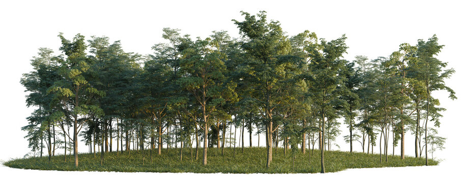 Eucaliptus Gunni, Ficus Microcarpa and Forest tree line, Forest Edge, Backdrop cutout, isolate transparent background