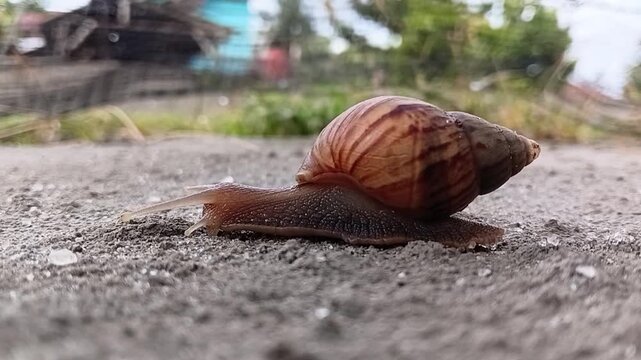Close-up macro video of a snail moving slowly. Detailed spiral shell and slimy body crawling on natural surface.