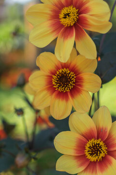 Yellow and red Dahlia pinnata flowers captured in a vibrant macro photograph with soft bokeh