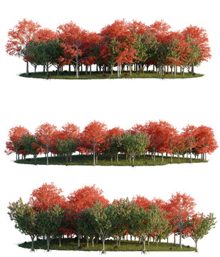 Autumn Forest Trees in Varying Stages of Color Change - Perfect for Fall Landscapes and Seasonal Designs