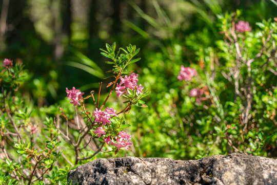 Hairy Alpenrose (Rhododendron hirsutum) blooming among limestone rocks in the Dolomites, Italy