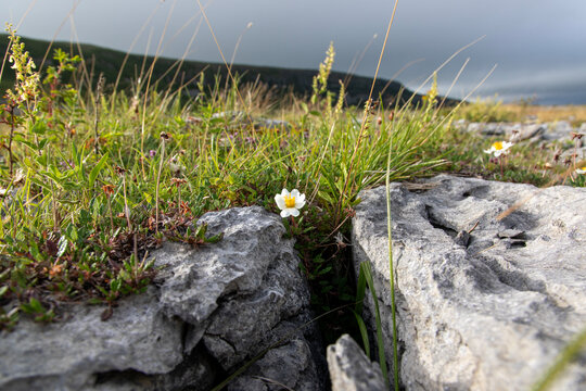 Mountain avens, dryas octopetala, growing out of a gryke in the Burren, a limestone pavement, karst landscape in County Clare, Ireland