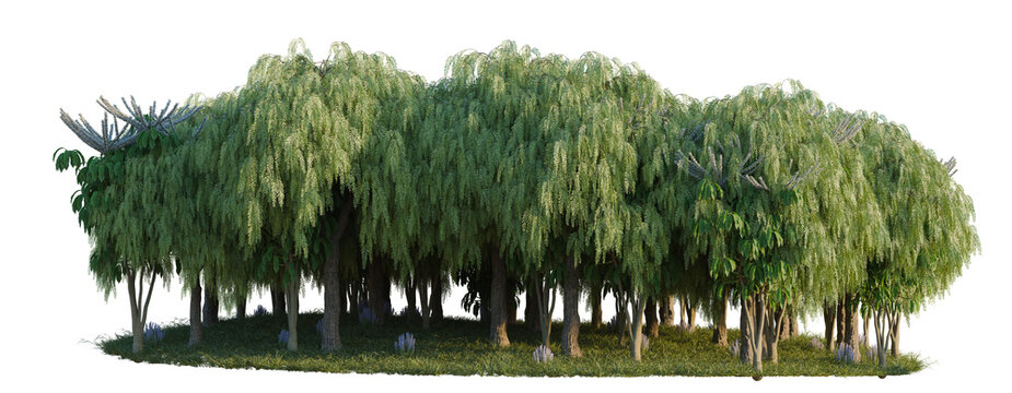 Rosmarinus, Schefflera Actinophylla and Shinus Molle Ba tree line, Forest Edge, Backdrop cutout, isolate transparent background, Dense Group of Lush Green Trees on Grass Patch - Nature Background