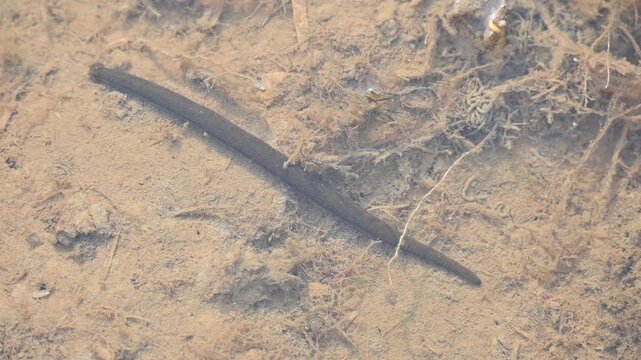 Leeches&nbsp;are segmented&nbsp;parasitic&nbsp;or&nbsp;predatory&nbsp;worms. It comprises the&nbsp;subclass&nbsp;Hirudinea&nbsp;within the&nbsp;phylum&nbsp;Annelida. Some species are parasitic and feed on vertebrate blood. Slow motion video.