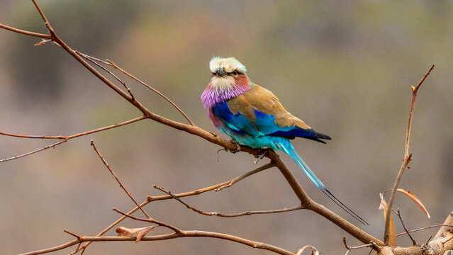 The lilac-breasted roller (Coracias caudatus) is an African bird of the roller family, Coraciidae.