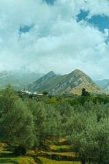 An olive grove in a mountainous landscape with green trees, a blue sky, and majestic green mountains in the background. The theme is agriculture, Mediterranean lifestyle, travel, and rural. © Svetlana Golovco