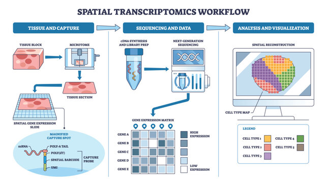 Spatial transcriptomics workflow diagram shows tissue section, sequencing tube, and cell-type map, summarizing capture to analysis in clear steps. Outline diagram