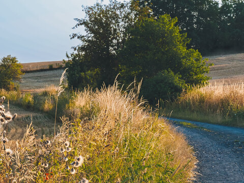 Radweg entlang der abgeernteten Getreidefelder nahe der Alten Weinstra&szlig;e