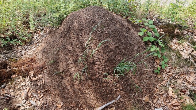An ant colony, nest mound of the red wood ant (Formica rufa)