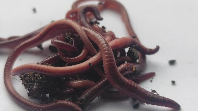 Close-up view of earthworms moving across a plain-colored surface, featuring a natural blur effect. The worms writhe and intertwine, with soil particles clinging to their segmented bodies.