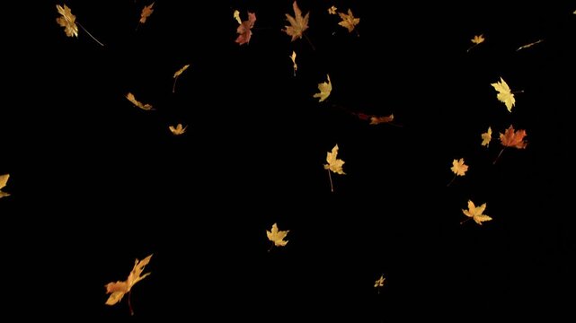 Ultra realistic super slow motion autumn maple leaves falling on a pure black background. Premium SFX overlay for cinematic compositing, motion graphics, seasonal videos and film production.