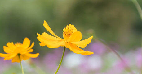 Obraz premium Close Up of Bright Yellow Cosmos Flower Blooming in Autumn Garden with Dreamy Soft Bokeh Background and Copy Space for Botanical Design