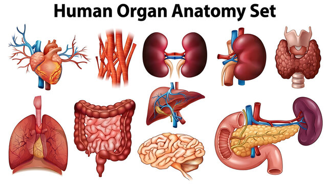Illustrated human organ anatomy set showing heart, lungs, kidneys, liver, brain, and digestive system