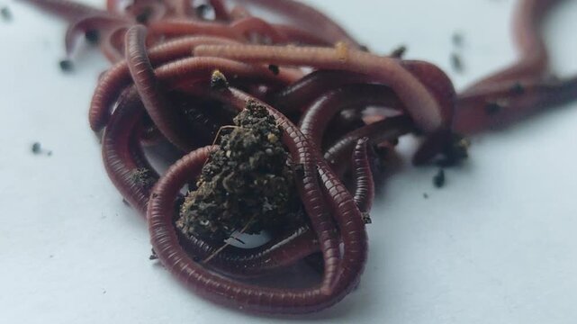 Close-up view of earthworms moving across a plain-colored surface, featuring a natural blur effect. The worms writhe and intertwine, with soil particles clinging to their segmented bodies.