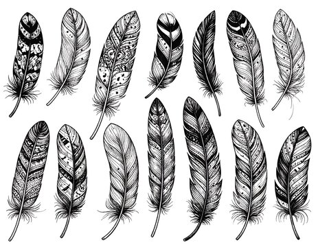 Feather Collection Drawing.