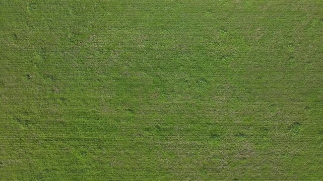 Horizontal drone footage at 30 metres showing textured green grass with subtle imprints and faint trails. Smooth lifting motion, stable natural surface ideal for backgrounds and environmental projects