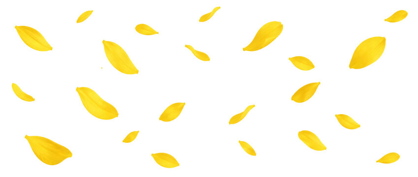 Flying yellow petals isolated on transparent background.