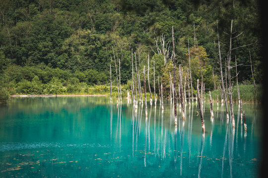 Shirogane Blue Pond (Aoiike) with turquoise mineral-rich water, standing dead trees, and forest reflections in Biei, Hokkaido, Japan. A famous scenic destination known for its tranquil natural beauty.