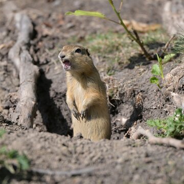 ground squirrel, Canada Alberta, wildlife, cute, nature, wild, ground, 