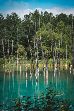 Shirogane Blue Pond (Aoiike) with turquoise mineral-rich water, standing dead trees, and forest reflections in Biei, Hokkaido, Japan. A famous scenic destination known for its tranquil natural beauty.