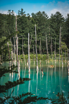Shirogane Blue Pond (Aoiike) with turquoise mineral-rich water, standing dead trees, and forest reflections in Biei, Hokkaido, Japan. A famous scenic destination known for its tranquil natural beauty.