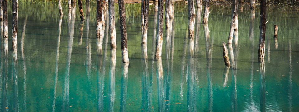 Shirogane Blue Pond (Aoiike) with turquoise mineral-rich water, standing dead trees, and forest reflections in Biei, Hokkaido, Japan. A famous scenic destination known for its tranquil natural beauty.
