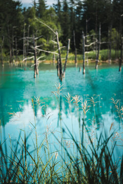 Shirogane Blue Pond (Aoiike) with turquoise mineral-rich water, standing dead trees, and forest reflections in Biei, Hokkaido, Japan. A famous scenic destination known for its tranquil natural beauty.