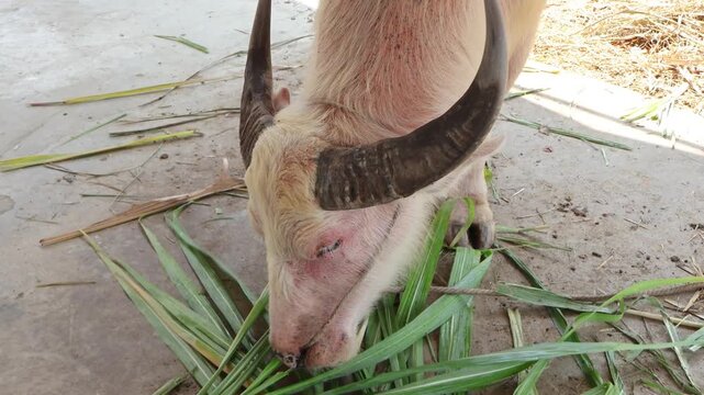 Domestic white water buffalo chewing grass leaf representing traditional sustainable farming