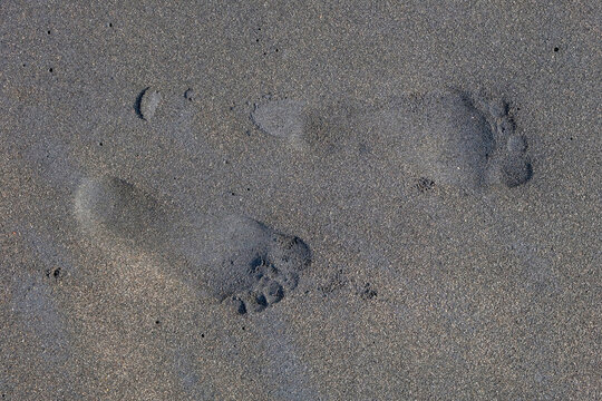 Close-up of barefoot footprints impressed in dark grey beach sand. Natural surface texture. Suitable for travel, summer, nature, memory, and environmental concepts