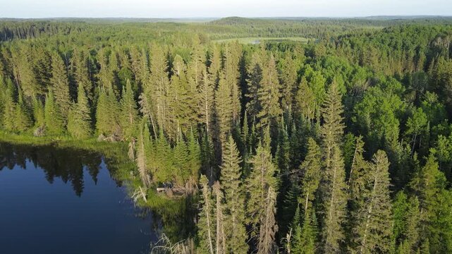 Aerial drone flying low above an evergreen park forest as the early morning sun lights the trees

