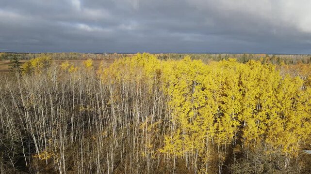 Drone aerial flying low above autumn colored yellow trees under a dark grey sky. The drone clips one of the trees causing it to wiggle then recover.
