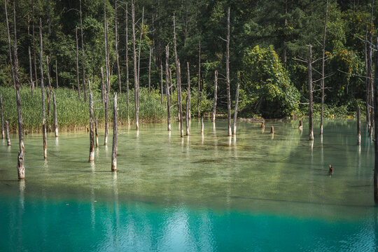 Shirogane Blue Pond (Aoiike) with turquoise mineral-rich water, standing dead trees, and forest reflections in Biei, Hokkaido, Japan. A famous scenic destination known for its tranquil natural beauty.
